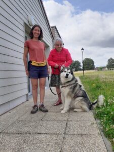 Malamute d'Alaska