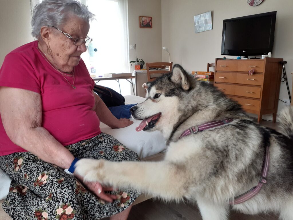 Malamute d'Alaska